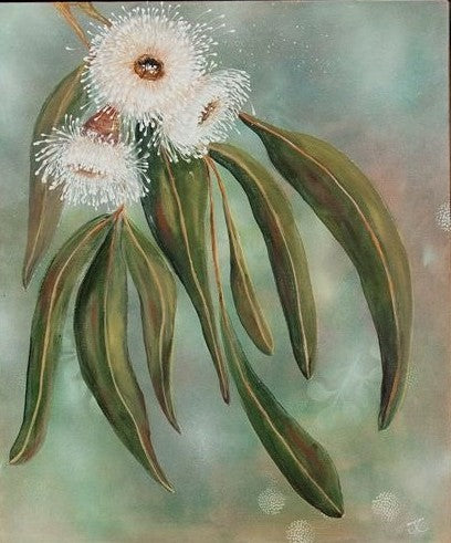 Eucalypt Dreaming